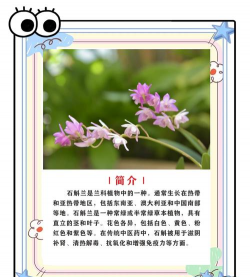 家里阳光不足怎么养花，选对植物种类，掌握养护技巧