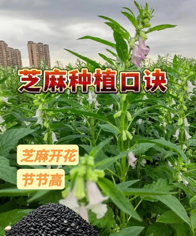 家里阳光不足怎么养花，选对植物种类，掌握养护技巧