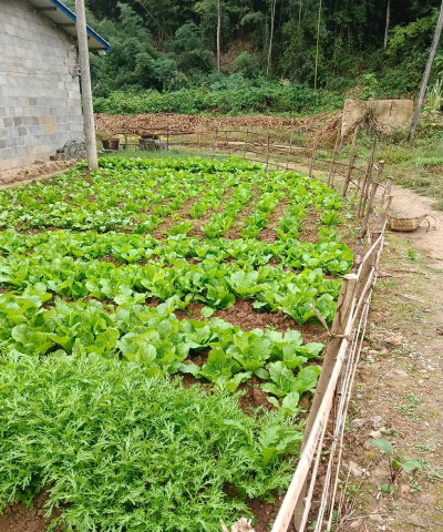 家里阳光不足怎么养花，选对植物种类，掌握养护技巧