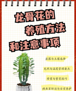 家里阳光不足怎么养花，选对植物种类，掌握养护技巧