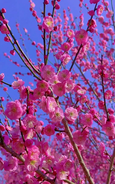 家里阳光不足怎么养花，选对植物种类，掌握养护技巧