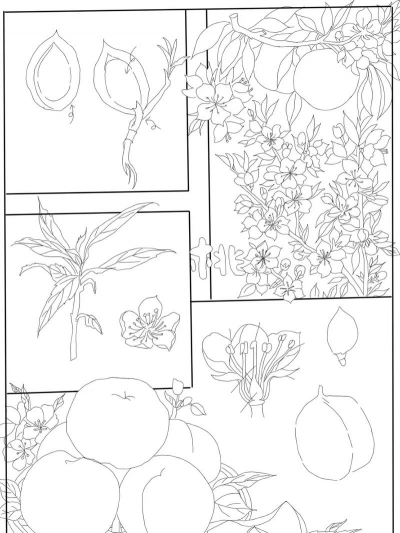 家里阳光不足怎么养花，选对植物种类，掌握养护技巧