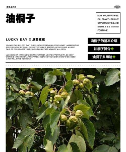 家里阳光不足怎么养花，选对植物种类，掌握养护技巧