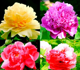 家里阳光不足怎么养花，选对植物种类，掌握养护技巧