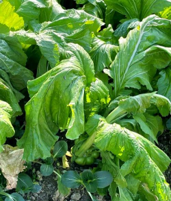 家里阳光不足怎么养花，选对植物种类，掌握养护技巧