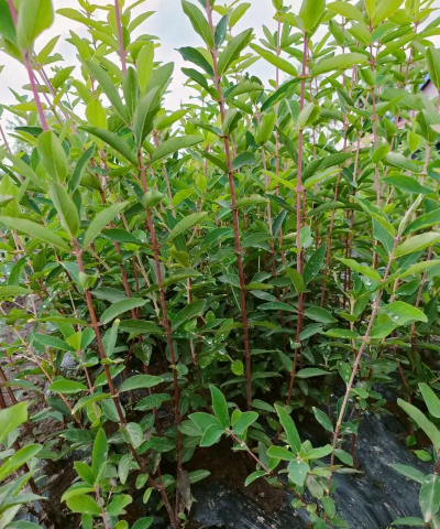 家里阳光不足怎么养花，选对植物种类，掌握养护技巧