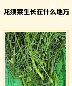 家里阳光不足怎么养花，选对植物种类，掌握养护技巧