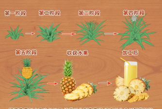 家里阳光不足怎么养花，选对植物种类，掌握养护技巧