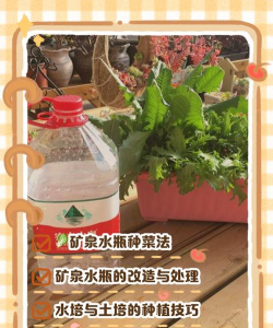 家里阳光不足怎么养花，选对植物种类，掌握养护技巧