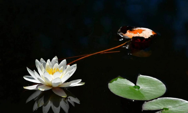 家里阳光不足怎么养花，选对植物种类，掌握养护技巧