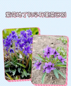 家里阳光不足怎么养花，选对植物种类，掌握养护技巧