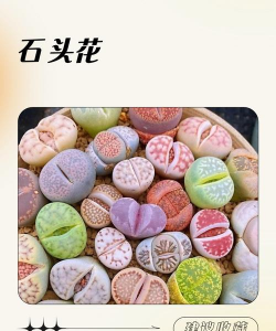 家里阳光不足怎么养花，选对植物种类，掌握养护技巧