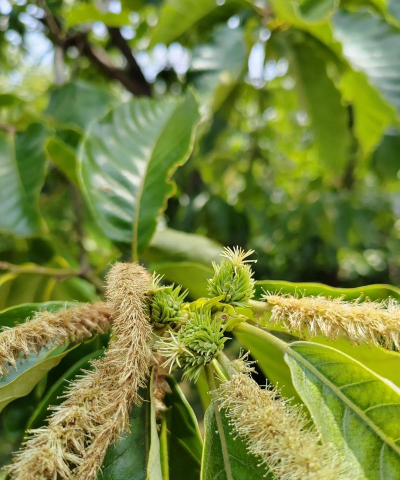 家里阳光不足怎么养花，选对植物种类，掌握养护技巧