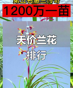 家里阳光不足怎么养花，选对植物种类，掌握养护技巧