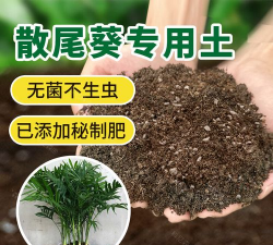 家里阳光不足怎么养花，选对植物种类，掌握养护技巧
