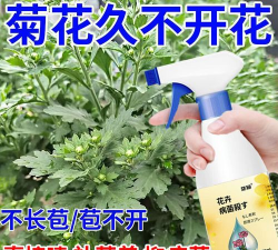 家里阳光不足怎么养花，选对植物种类，掌握养护技巧