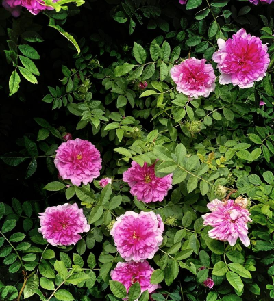 家里阳光不足怎么养花，选对植物种类，掌握养护技巧