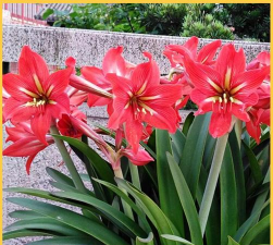 家里阳光不足怎么养花，选对植物种类，掌握养护技巧