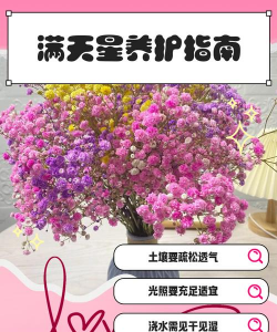 家里阳光不足怎么养花，选对植物种类，掌握养护技巧