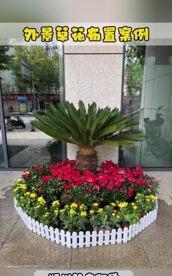 家里阳光不足怎么养花，选对植物种类，掌握养护技巧