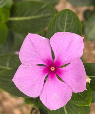 家里阳光不足怎么养花，选对植物种类，掌握养护技巧