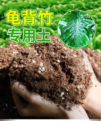 家里阳光不足怎么养花，选对植物种类，掌握养护技巧