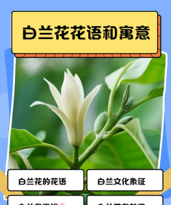 家里阳光不足怎么养花，选对植物种类，掌握养护技巧