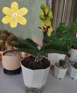 家里阳光不足怎么养花，选对植物种类，掌握养护技巧