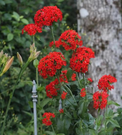 家里阳光不足怎么养花，选对植物种类，掌握养护技巧