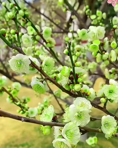 家里阳光不足怎么养花，选对植物种类，掌握养护技巧