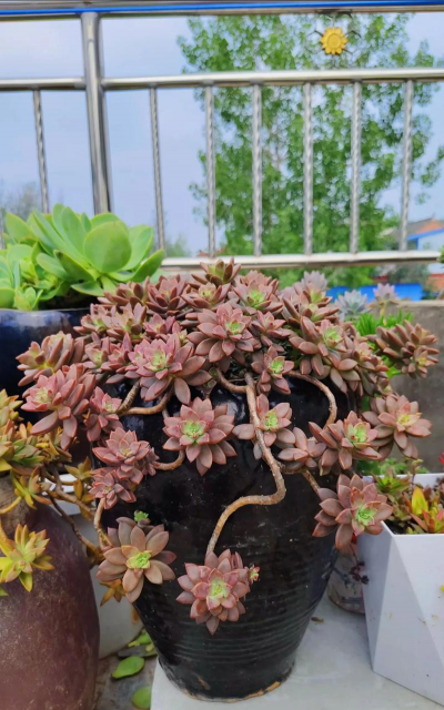 家里阳光不足怎么养花，选对植物种类，掌握养护技巧