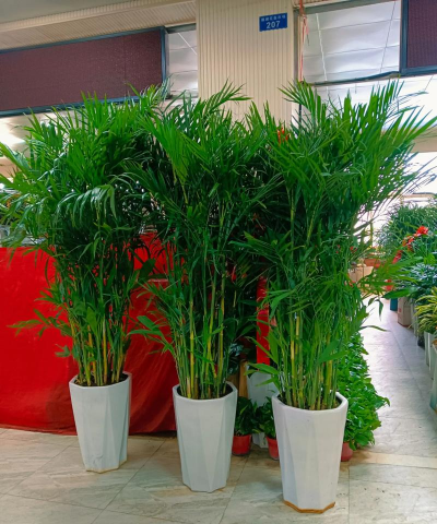 家里阳光不足怎么养花，选对植物种类，掌握养护技巧