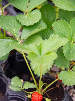 家里阳光不足怎么养花，选对植物种类，掌握养护技巧