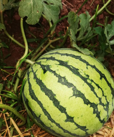 家里阳光不足怎么养花，选对植物种类，掌握养护技巧