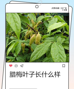 家里阳光不足怎么养花，选对植物种类，掌握养护技巧