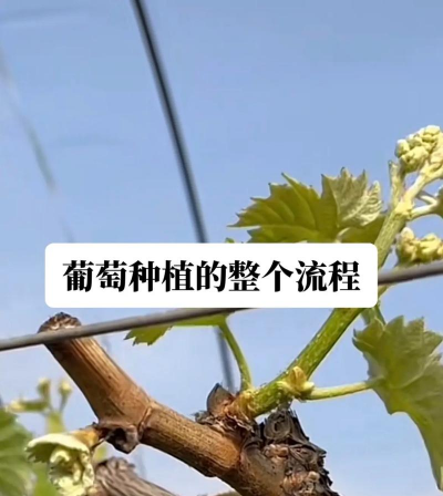 家里阳光不足怎么养花，选对植物种类，掌握养护技巧
