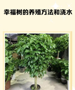 家里阳光不足怎么养花，选对植物种类，掌握养护技巧