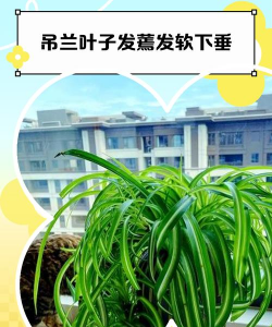 家里阳光不足怎么养花，选对植物种类，掌握养护技巧