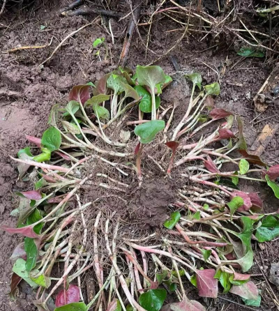 家里阳光不足怎么养花，选对植物种类，掌握养护技巧