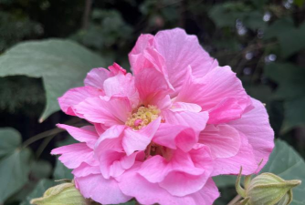 家里阳光不足怎么养花，选对植物种类，掌握养护技巧