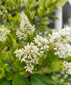 家里阳光不足怎么养花，选对植物种类，掌握养护技巧