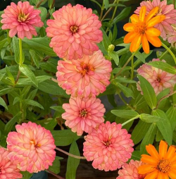 家里阳光不足怎么养花，选对植物种类，掌握养护技巧