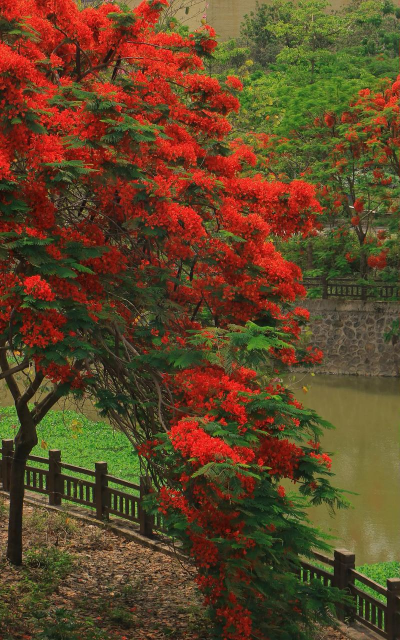 家里阳光不足怎么养花，选对植物种类，掌握养护技巧