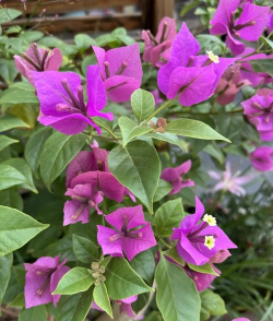 家里阳光不足怎么养花，选对植物种类，掌握养护技巧