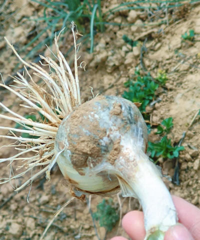 家里阳光不足怎么养花，选对植物种类，掌握养护技巧