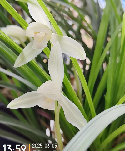 家里阳光不足怎么养花，选对植物种类，掌握养护技巧