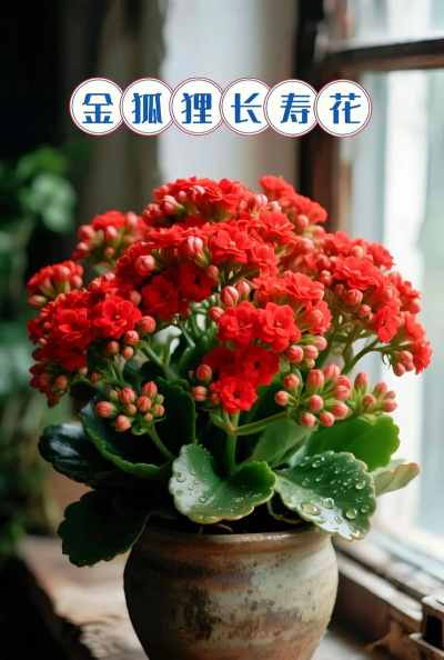 家里阳光不足怎么养花，选对植物种类，掌握养护技巧