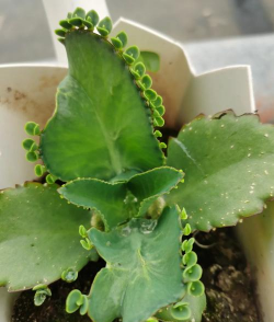 家里阳光不足怎么养花，选对植物种类，掌握养护技巧