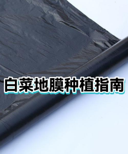 家里阳光不足怎么养花，选对植物种类，掌握养护技巧