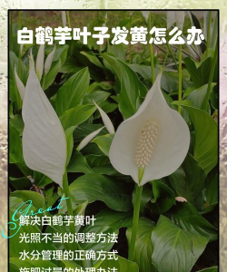 家里阳光不足怎么养花，选对植物种类，掌握养护技巧